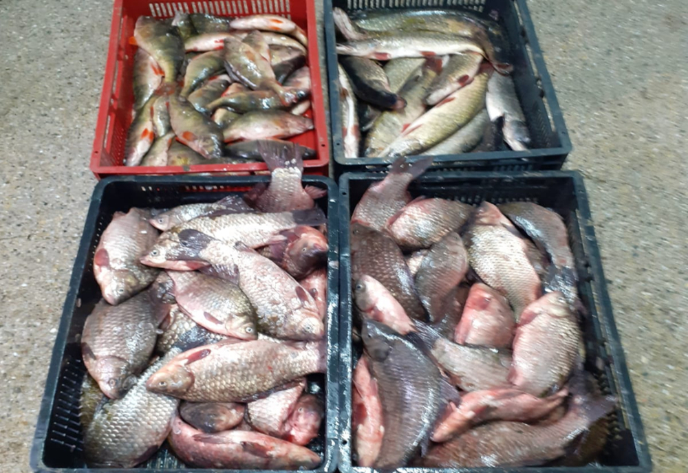 Peste 200 kg de pește fără documente scoase la vânzare în piața din Micro 19