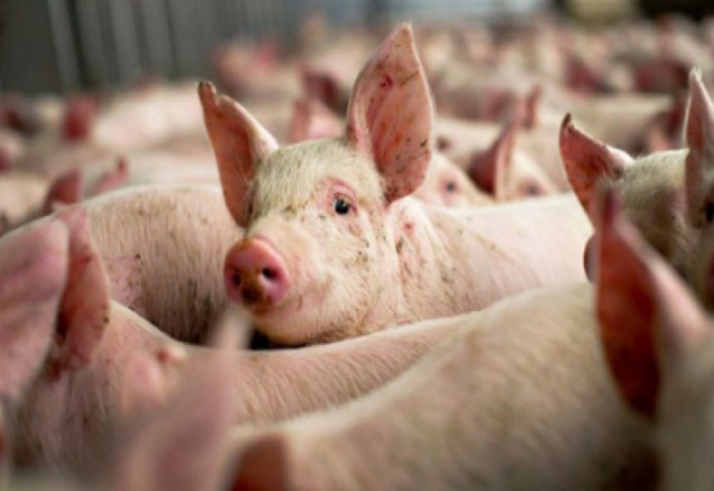 Focar de pestă porcină în județul Călărași. Peste 11000 de porci vor fi sacrificați
