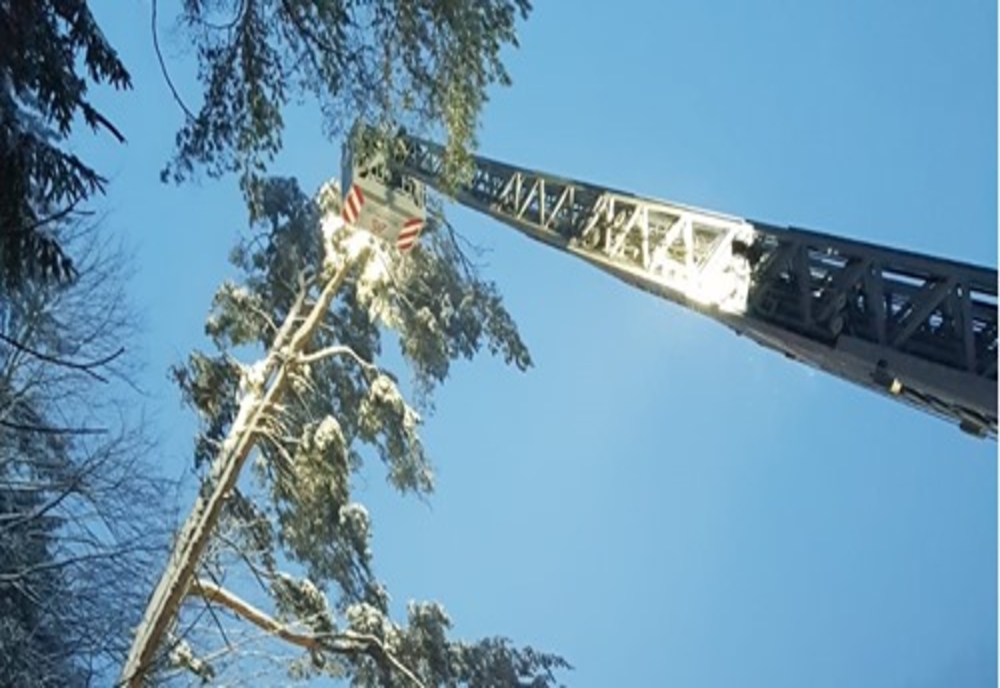 Pericol pe DN 1, la Sinaia. Copaci încărcaţi cu zăpadă riscă să cadă pe carosabil