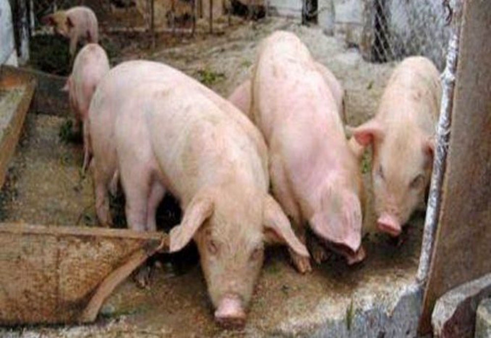 Focar de pestă porcină africană la ferma din Macea. Zeci de mii de porci vor fi sacrificați