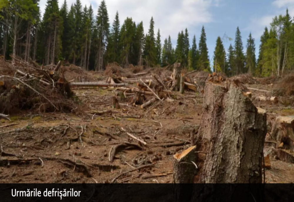 Culisele statului paralel – Cum îi intimidează mafia lemnului pe păduri și activiști de mediu