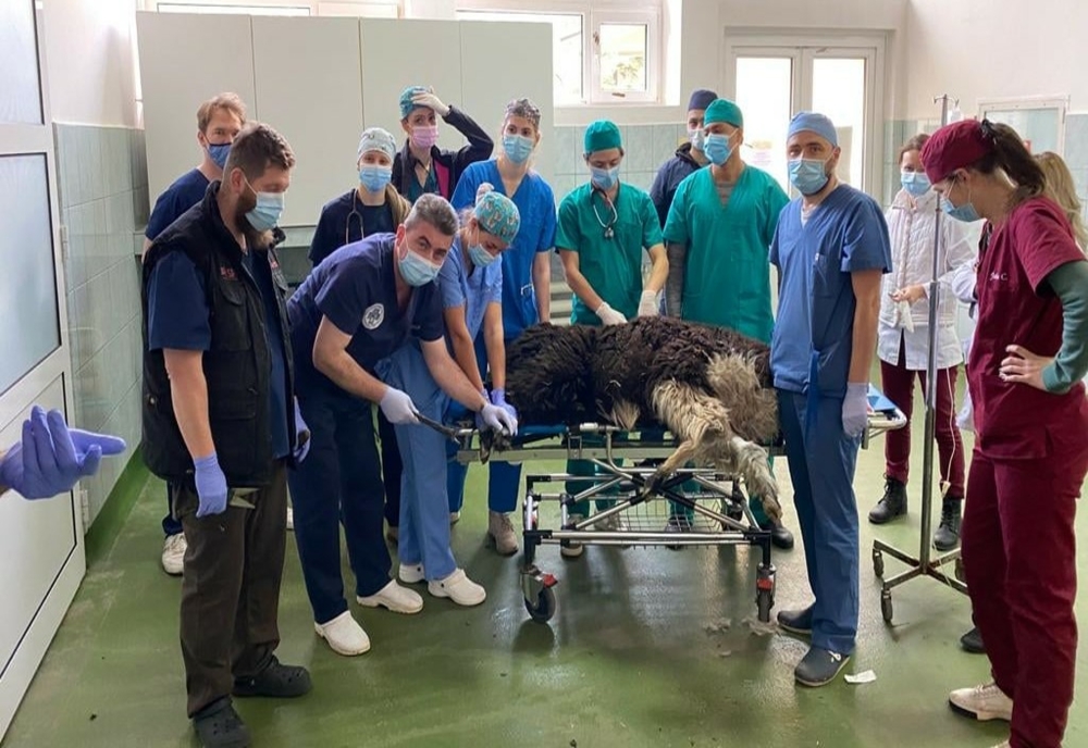 Femelă alpaca, de la Zoo Galați, tratată cu succes de râie sarcoptică la USAMV Cluj-Napoca