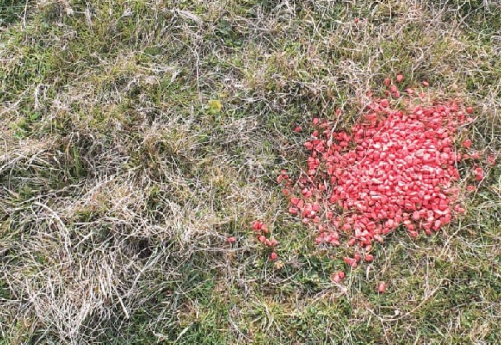 Cereale otrăvite, aruncate pe un câmp din județul Timiș