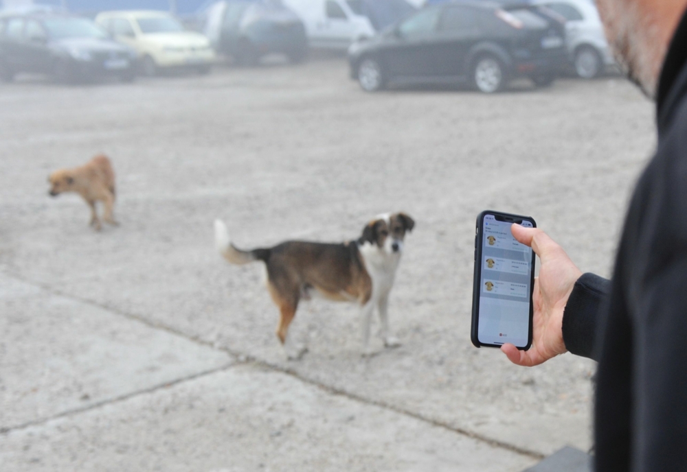 Recensământul câinilor fără stăpân la Constanța