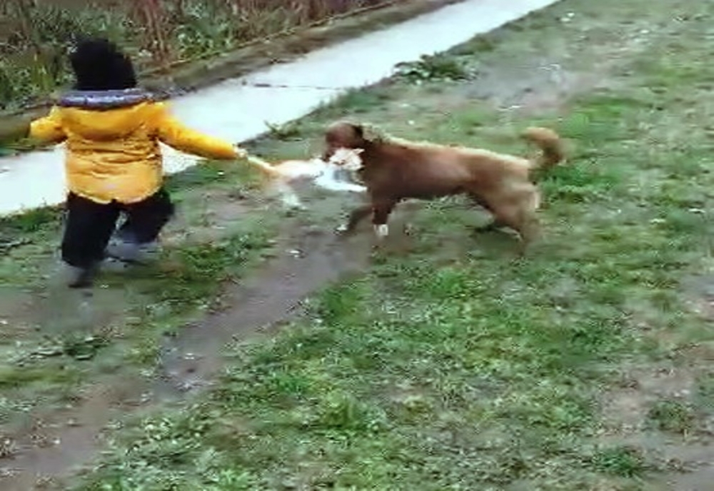 VIDEO. Pisică agresată de un copil şi un câine, într-o comună din Olt. O femeie a filmat şi a postat pe internet