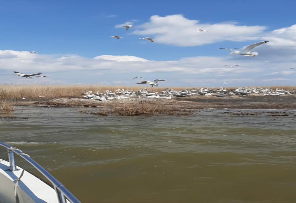 FOTO Acțiuni de monitorizare a păsărilor în zone  strict protejate din Delta Dunării