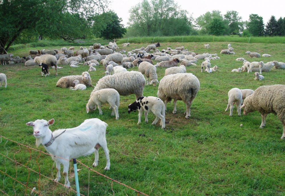 S-au aprobat plafoanele Ajutoarelor Naţionale Tranzitorii în sectoarele vegetal şi zootehnic, speciile ovine și caprine, pentru anul de cerere 2020