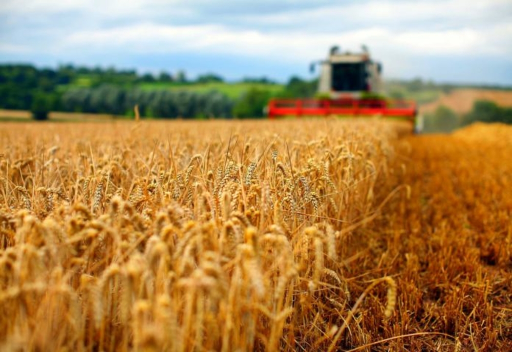 România, locul șase în UE la producția de grâu în 2020. Recolta este mai mică cu aproape 4 milioane de tone față de anul precedent, din cauza secetei
