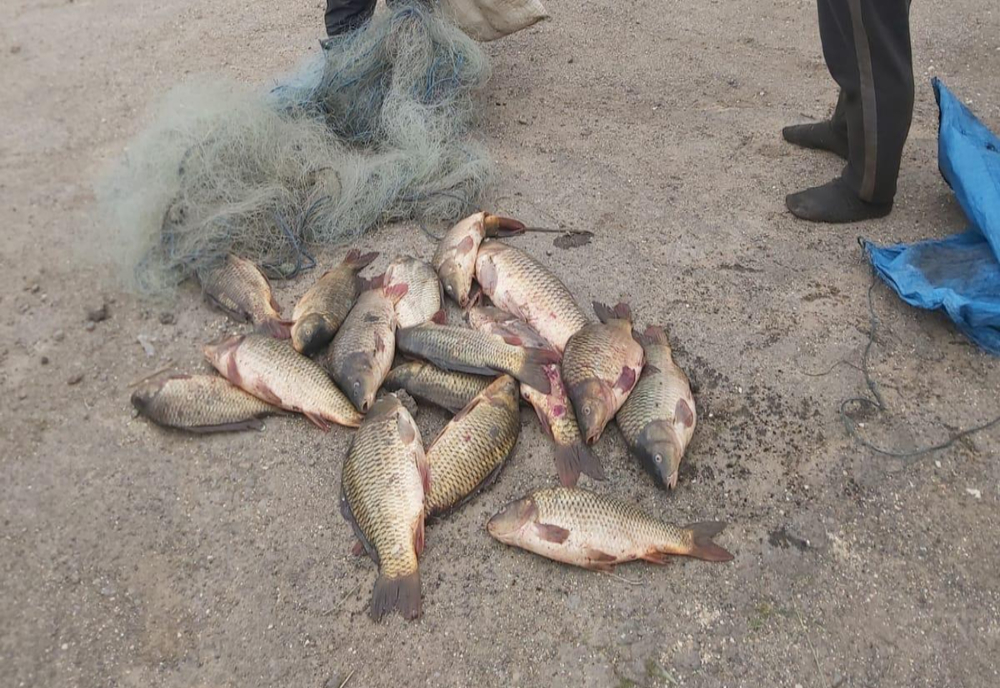 Depistată de jandarmi comercializând 38 de kg de pește pe o stradă din cartierul Vidin