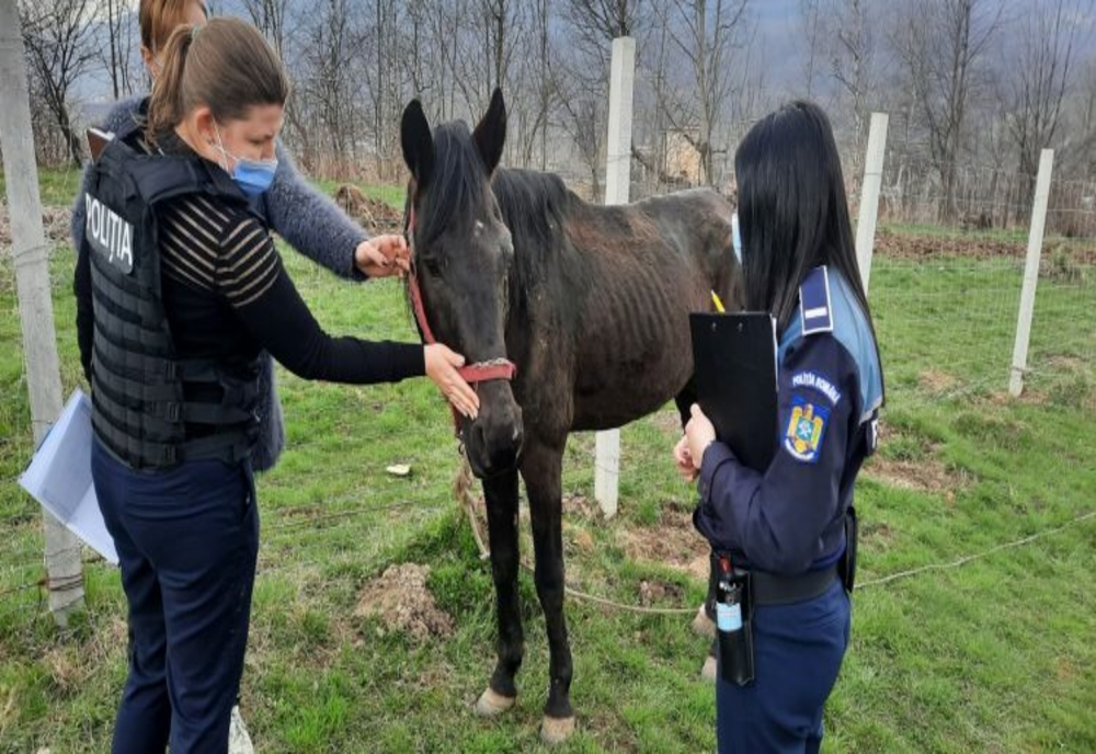 Cal confiscat de Poliția Animalelor în județul Hunedoara