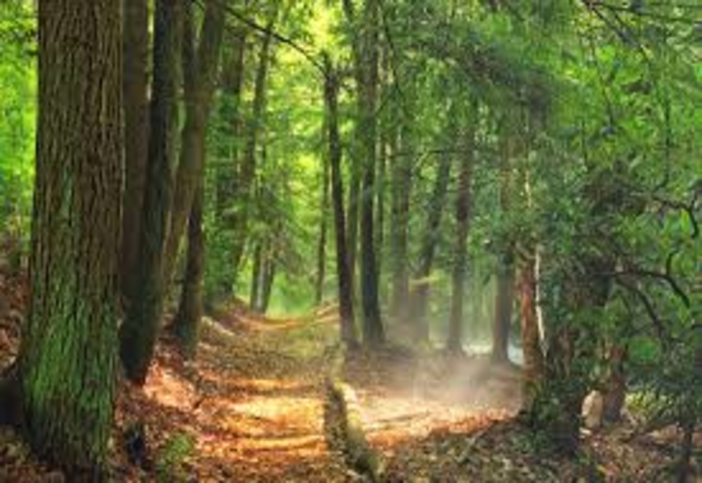 Traseele turistice din pădurile arădene s-ar putea redeschide de Paști