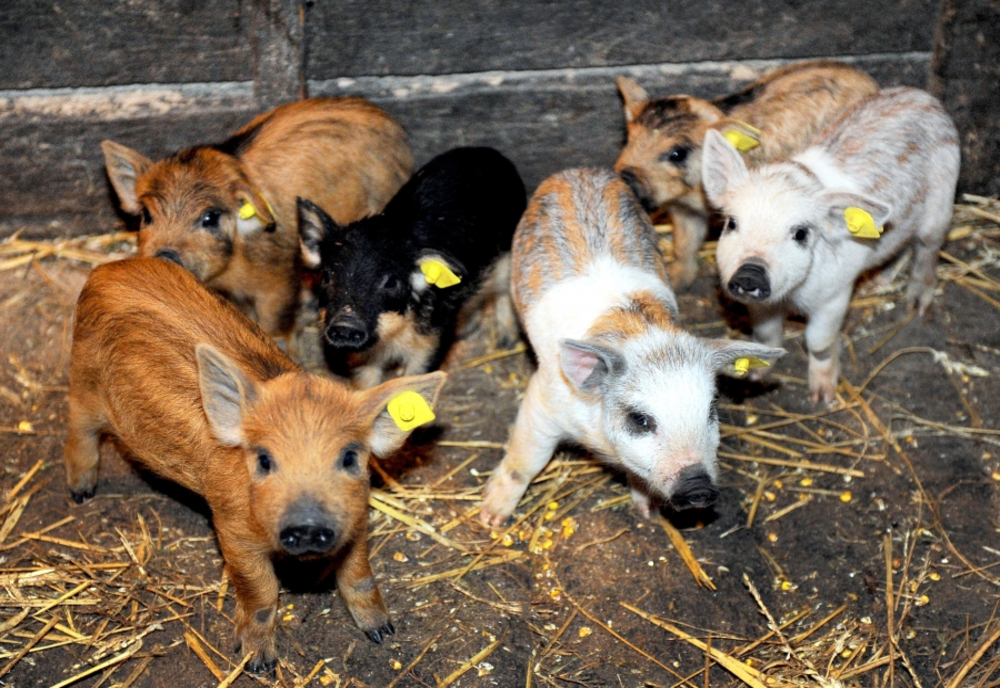 A fost aprobat ajutorul de minimis pentru susţinerea crescătorilor de porci de reproducţie din rasele Bazna şi Mangaliţa
