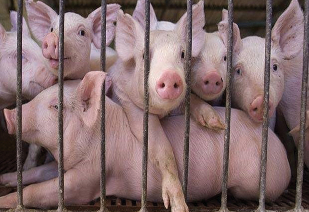 Un giurgiuvean a vrut să vândă porci cu pestă, în Argeș! Autoritățile din Giurgiu au declarat focar în gospodăria acestuia