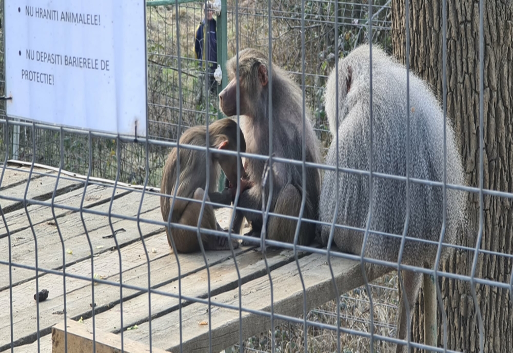 Un pui de babuin, noua vedetă de la Zoo Hunedoara
