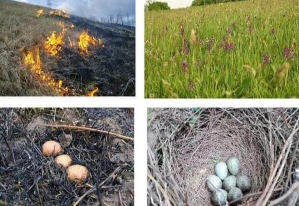 Apel! Ce se întâmplă când ardeți vegetația uscată