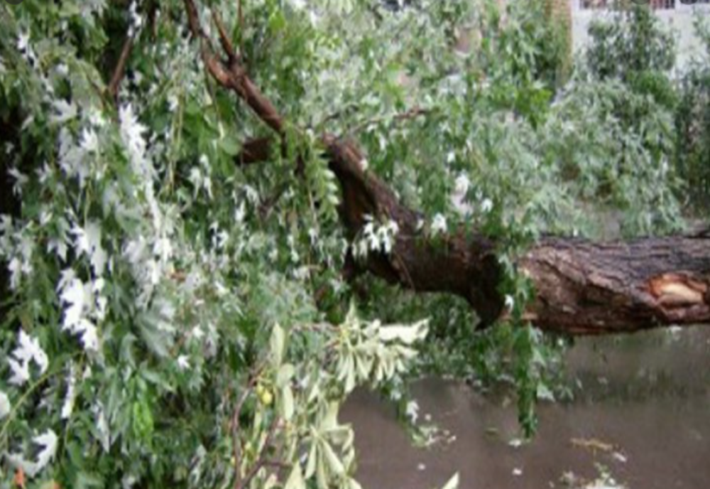 Mai mulți copaci au fost doborâți de rafalele de vânt în București