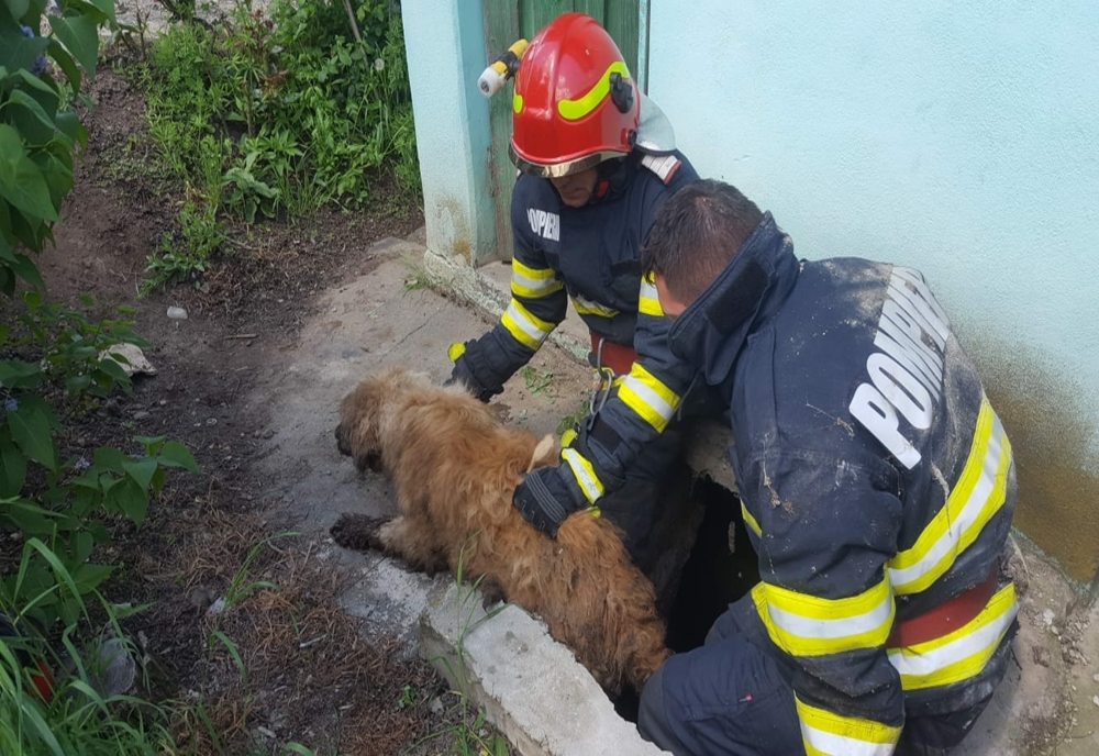 Cățel salvat de pompieri dintr-o fosă septică