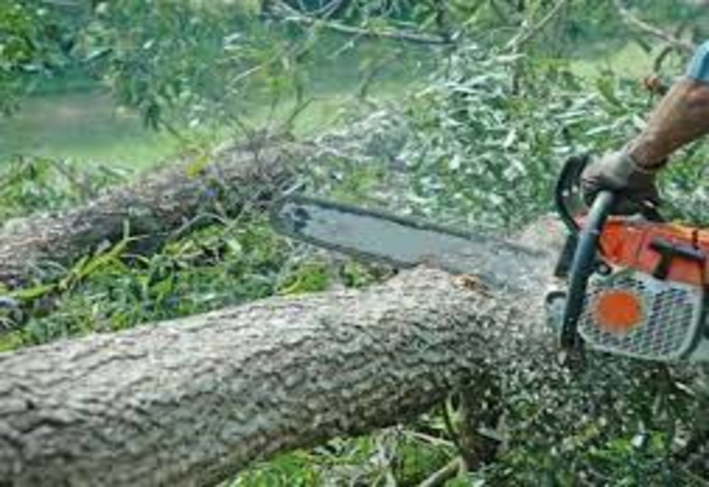 Muncitor strivit de un copac, într-o exploatare forestieră din Prahova. Bărbatul a murit pe loc