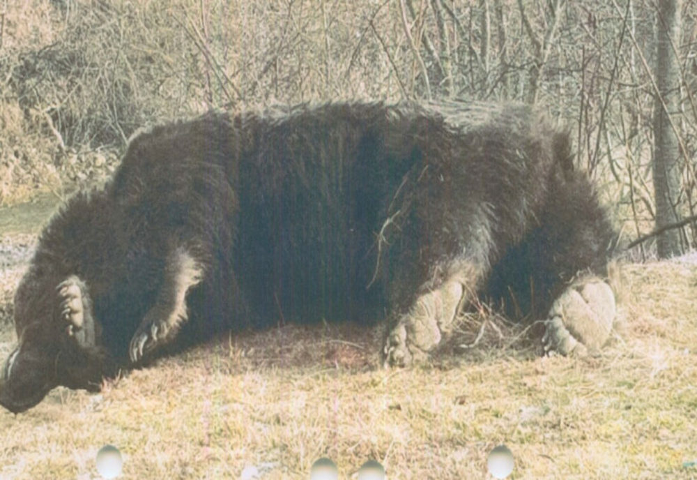 Ministrul Mediului despre cel mai mare urs din România, împușcat în Covasna: ”Un lucru este cert: acolo sunt mai mulţi urşi-problemă”