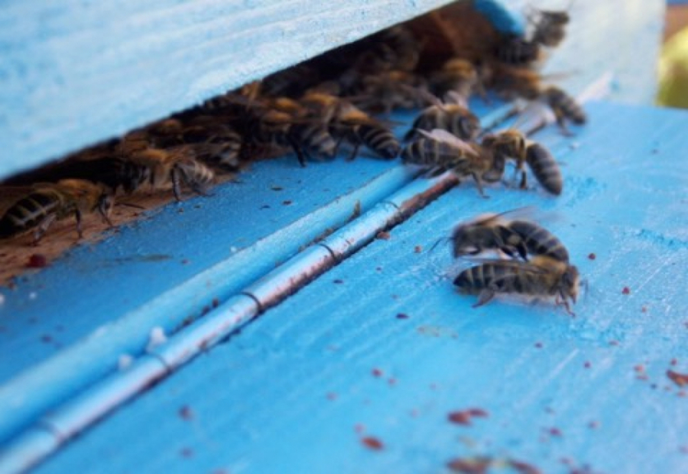 Decizia Guvernului pentru ajutoarele acordate apicultorilor!