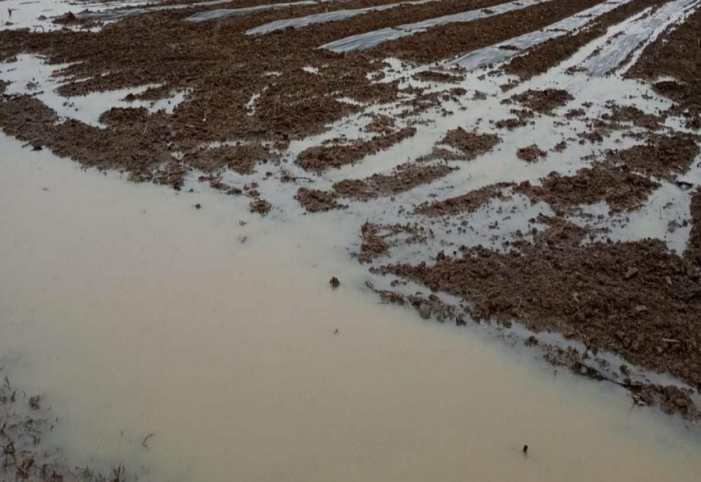 Pierderi de circa 40%, pentru fermierii din Satu Mare, din cauza ploilor