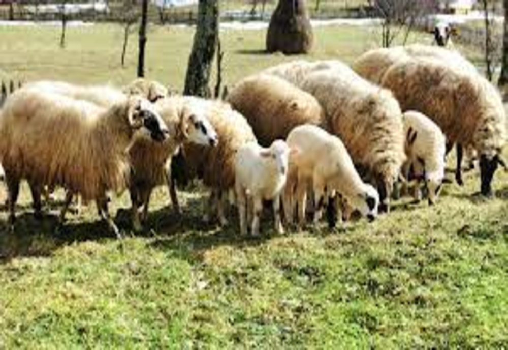Doi minori au furat mai multe oi de pe o proprietate privată
