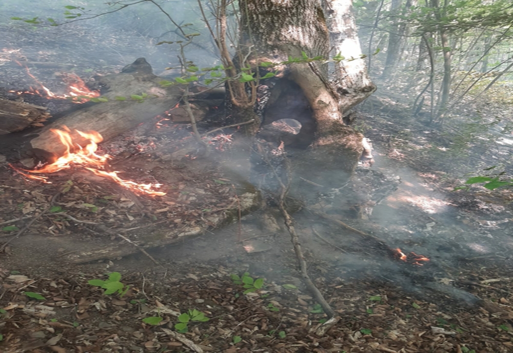 Incendiu de pădure în Caraș-Severin