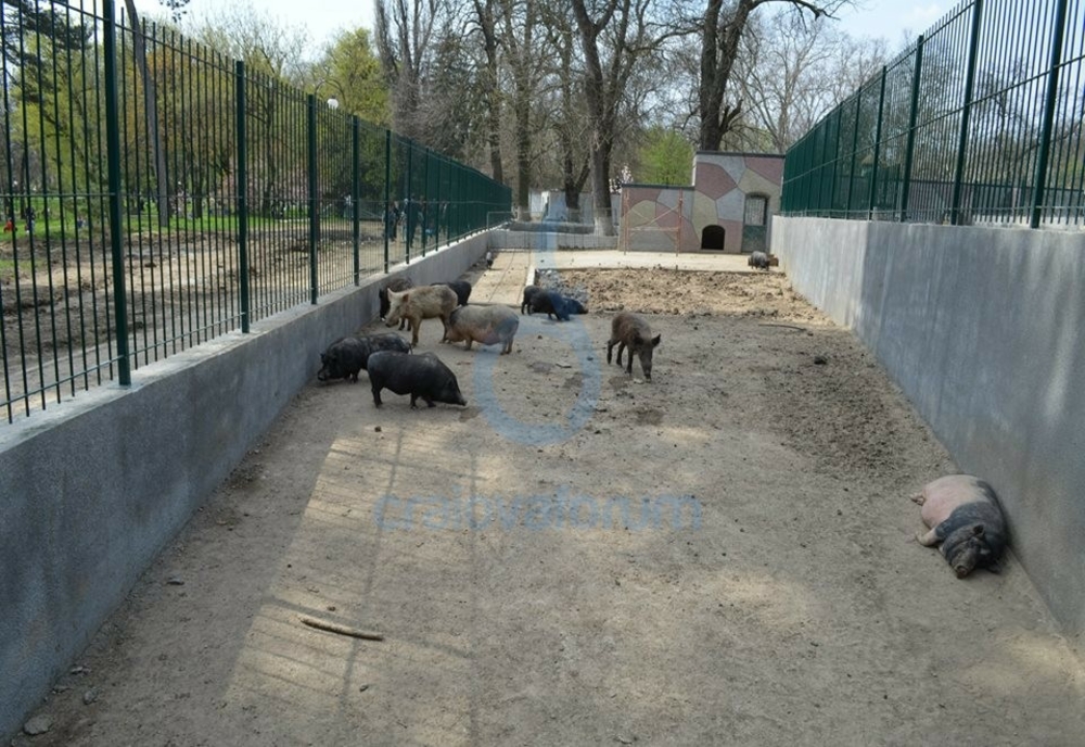 Focar de pestă la Grădina Zoologică din Craiova. Toţi porcii vor fi ucişi