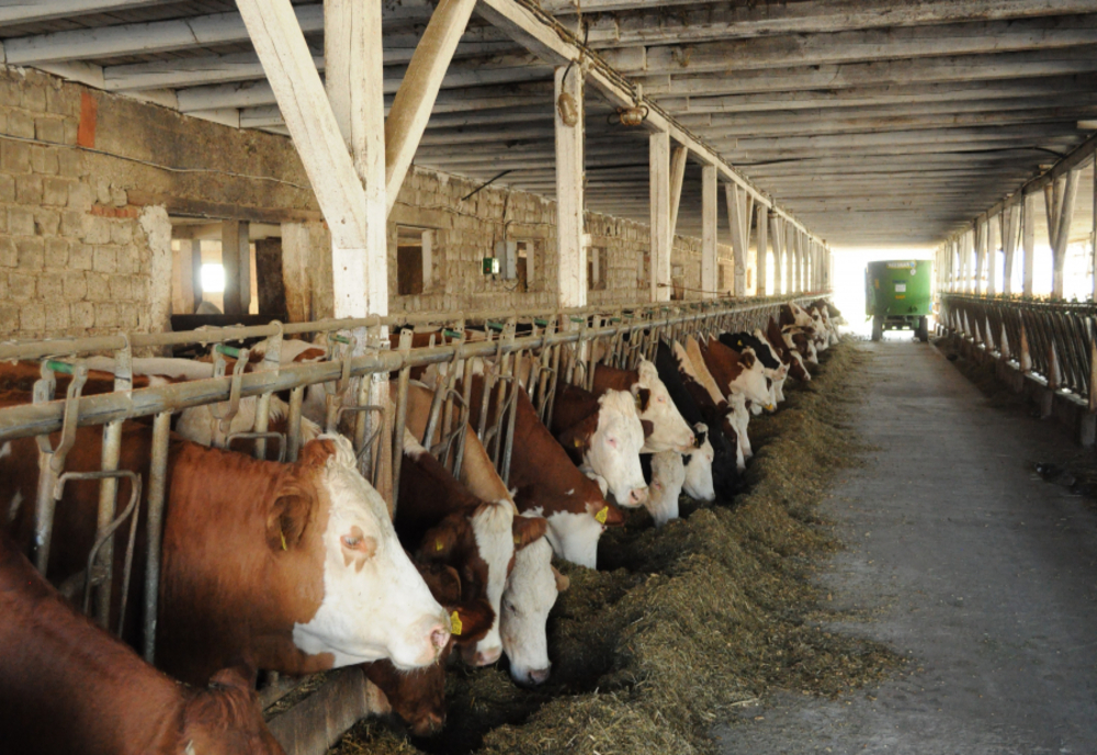 46 de milioane de euro pentru sprijinirea activității crescătorilor de bovine