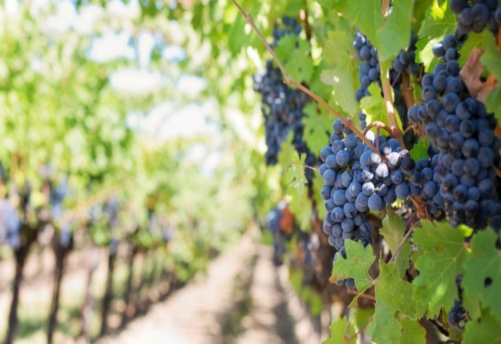 Sectorul vitivinicol primește sprijin financiar din partea Uniunii Europene