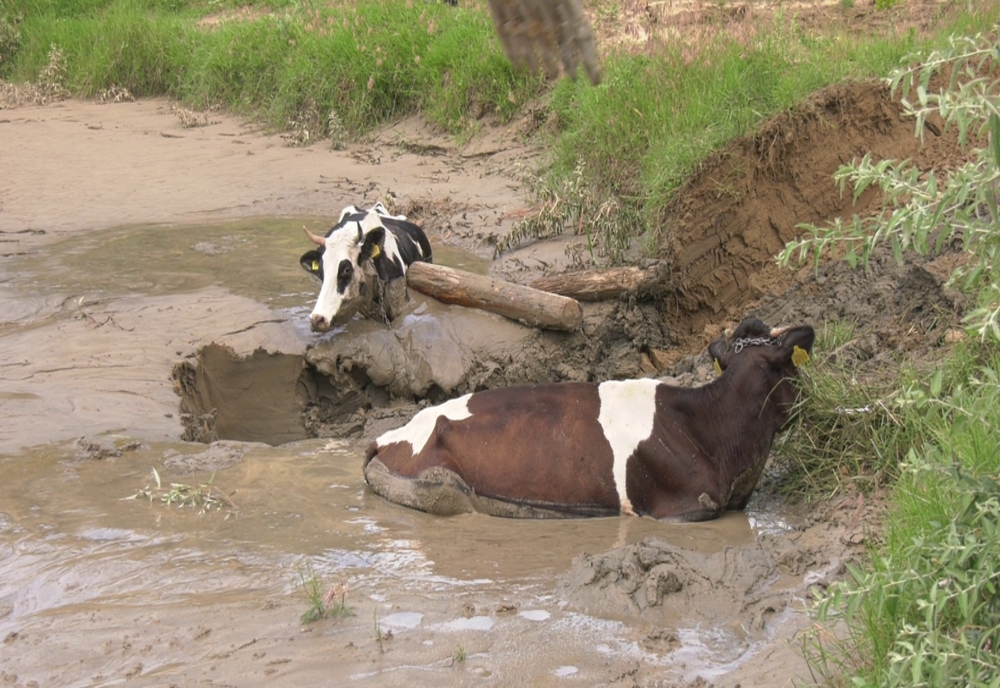 Vaci rămase captive în aluviunile aduse de viiturile formate pe râul Buzău