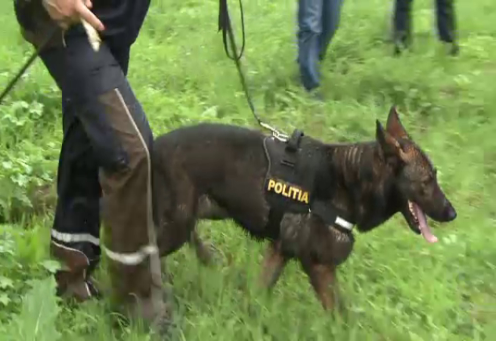 Olt: Zeci de poliţişti, pompieri, jandarmi, voluntari, dar şi un câine specializat, implicaţi în acţiunea de căutare a unui tânăr. Băiatul era teafăr, la un priete acasă