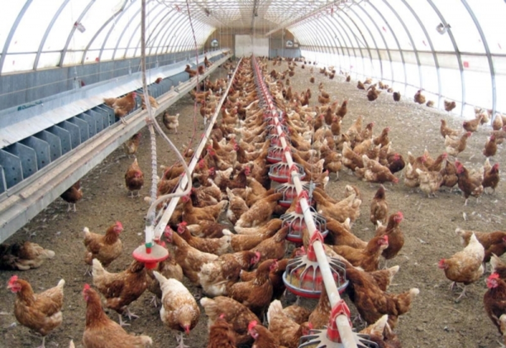 Focar de salmonella descoperit la o fermă de păsări din Dâmbovița. 48.000 de găini vor fi incinerate