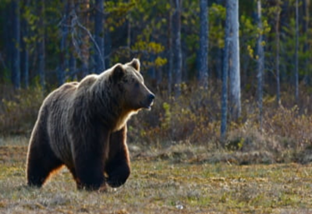 Dâmbovița. Alertă de urs în mai multe cartiere din Moreni!