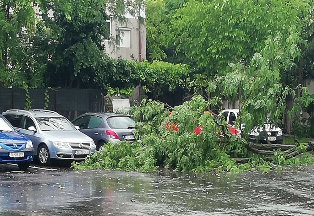 Copaci căzuți în urma furtunii în municipiul Brăila