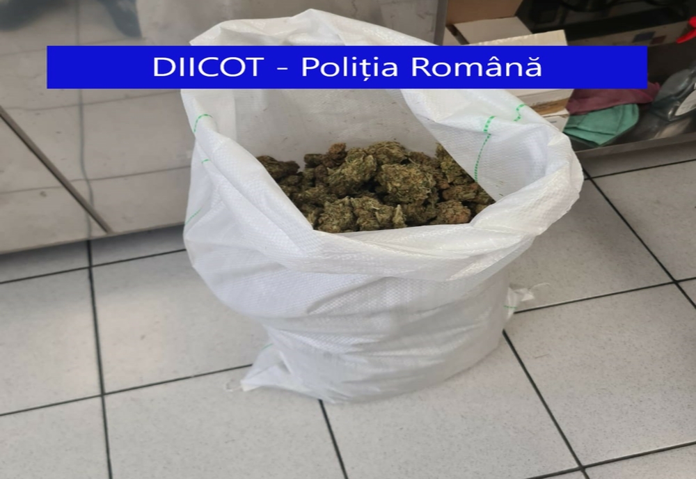 FOTO/VIDEO: Tânăr din Cluj-Napoca, prins în flagrant de procurorii DIICOT Bistrița-Năsăud, cu 4 kg de cannabis