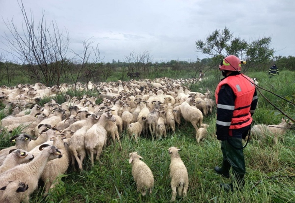 Dâmbovița: Intervenție pentru salvarea unui cioban și a unei turme de 800 de oi, izolați pe ape, pe un islaz