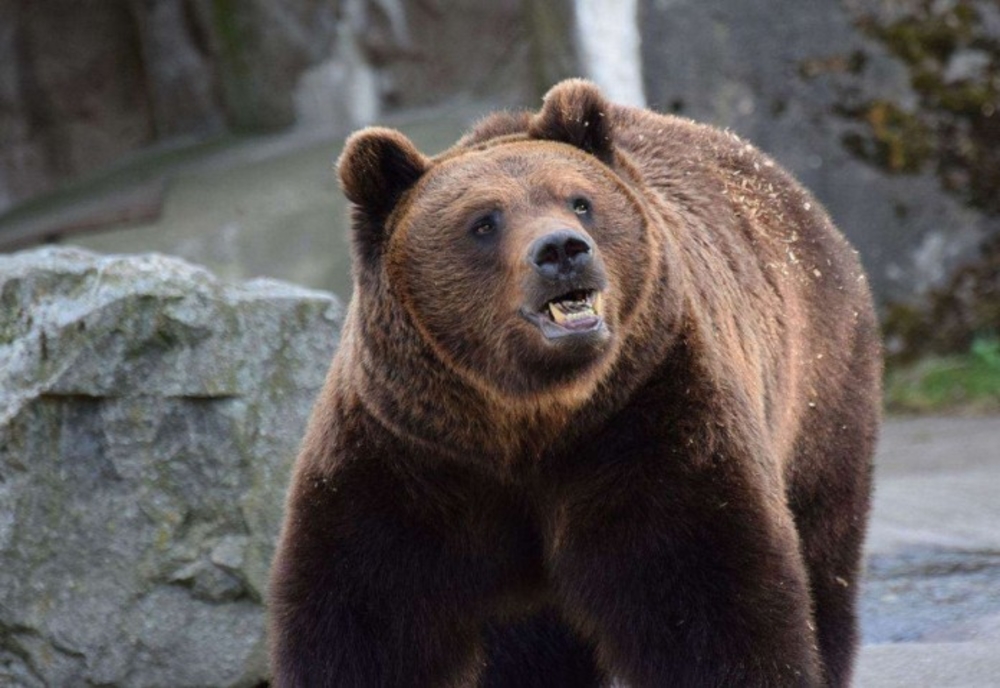 Un urs a atacat o gospodărie de pe Valea Dâmboviței!