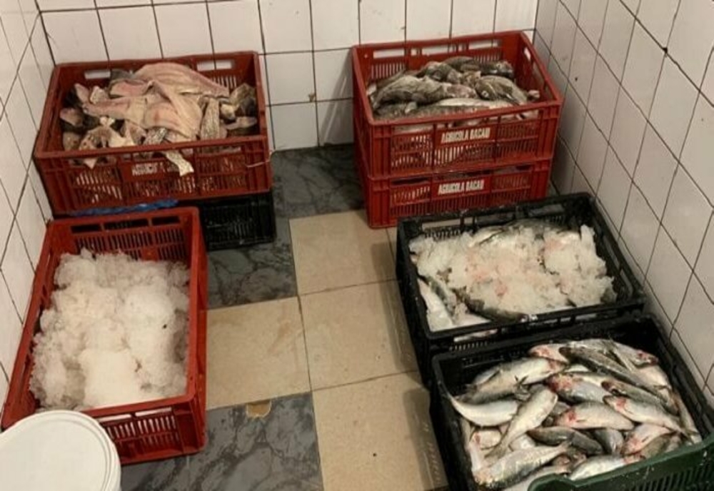 Zeci de tone de pește, impropriu consumului uman, adus pentru comercializare în România. În ce județe a fost găsită marfa
