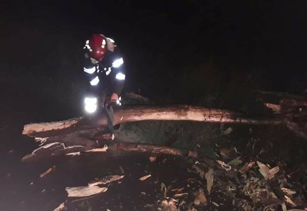 Un copac a căzut peste o casă, noaptea trecută, în Teleorman