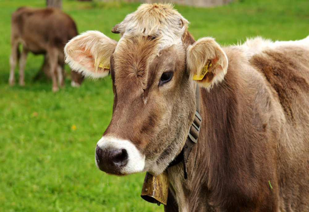 Sprijin fianciar pentru crescătorii de bovine! Cât ar putea primi fermierii