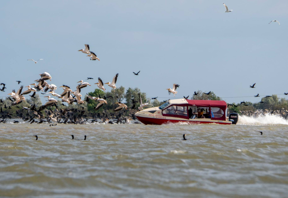 VIDEO Dosar penal în cazul bărcii care a lovit pelicanii în Deltă