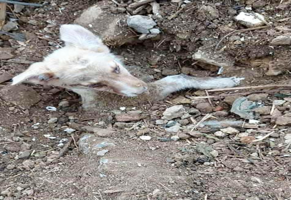 Un pui de cățel, îngropat de viu la o groapă de gunoi din Siminicea