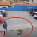 Un tânăr a fost lovit pe trecerea de pietoni de un…câine / VIDEO