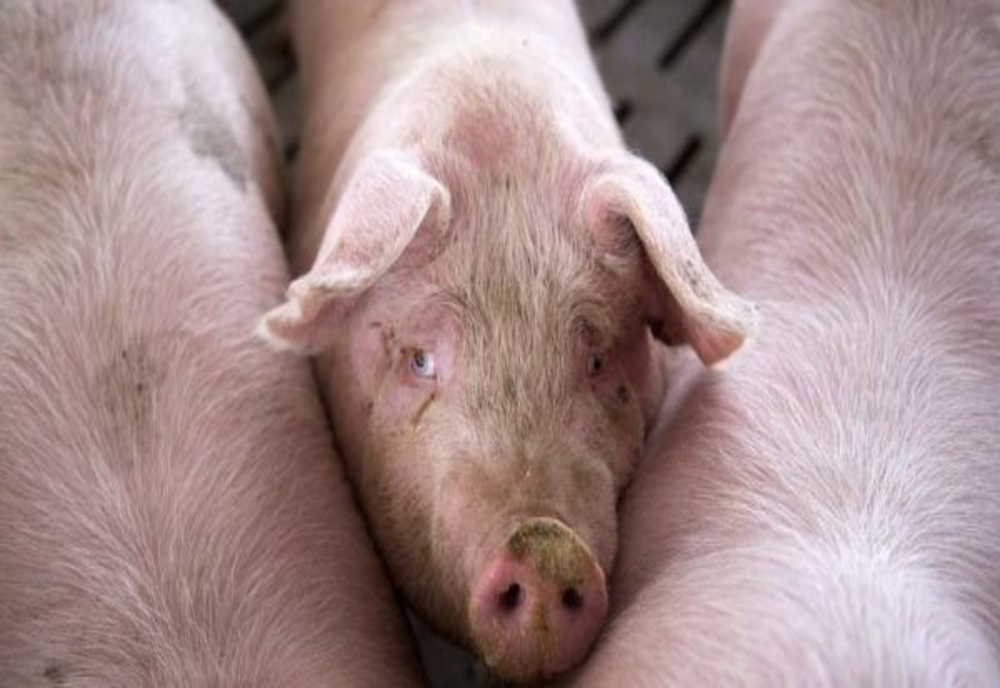 Pesta porcină schimbă regulile după care românii pot crește porci în gospodării