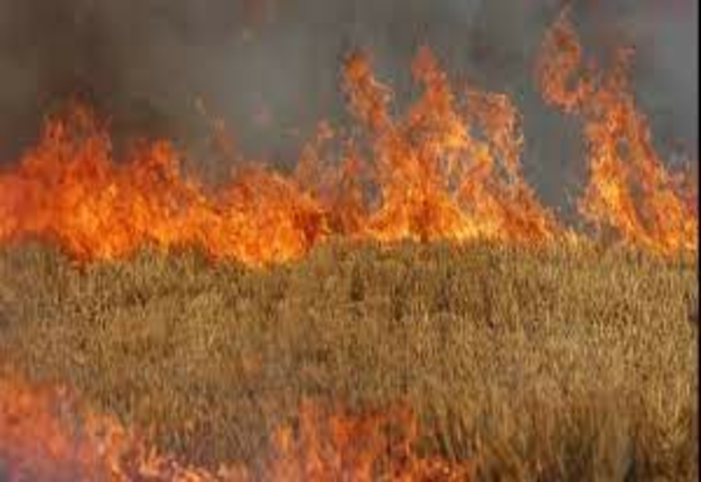 Lan de grâu, în flăcări, la Bolintin Deal. Pompierii au intervenit cu două autospeciale