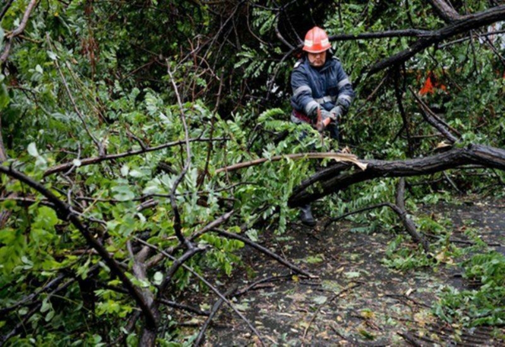 Un copac căzut a blocat calea de acces într-o casă din Târgoviște