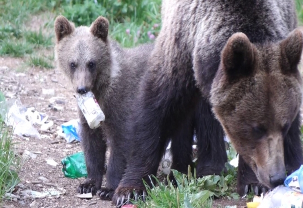 DN 7C Transfăgărășan, urșii sunt prezenți des pe carosabil. Jandarmii vor sancționa persoanele care îi hranesc!
