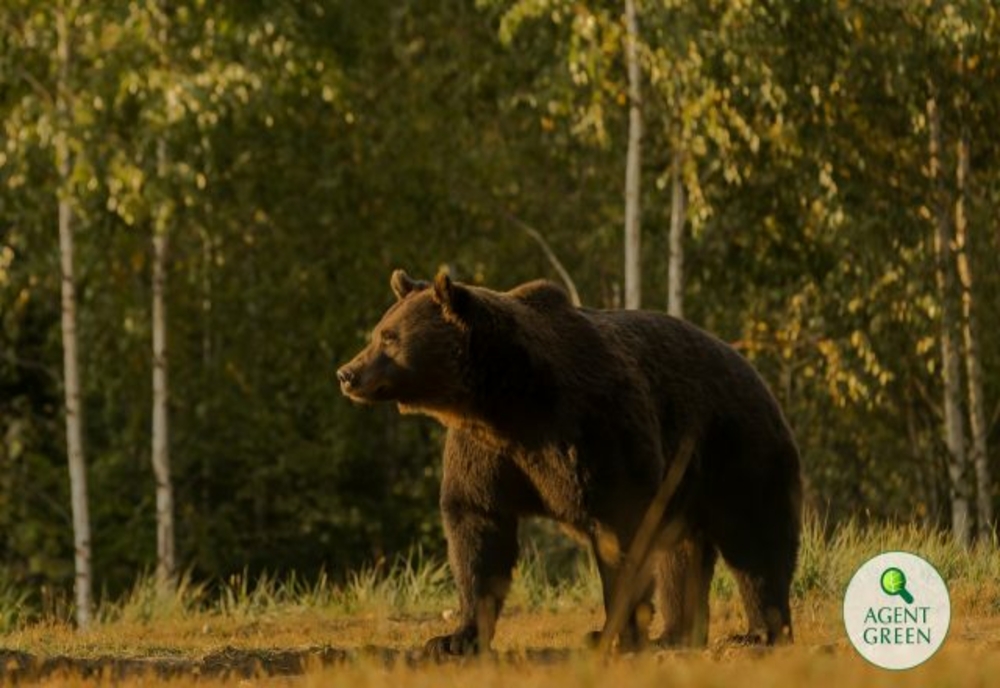 53,5 milioane lei din fonduri europene pentru conservarea urșilor bruni din România