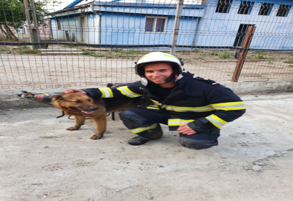 Moment impresionant: pompierii au salvat un câine dintr-un incendiu devastator. Animalul rămăsese blocat în mijlocul flăcărilor